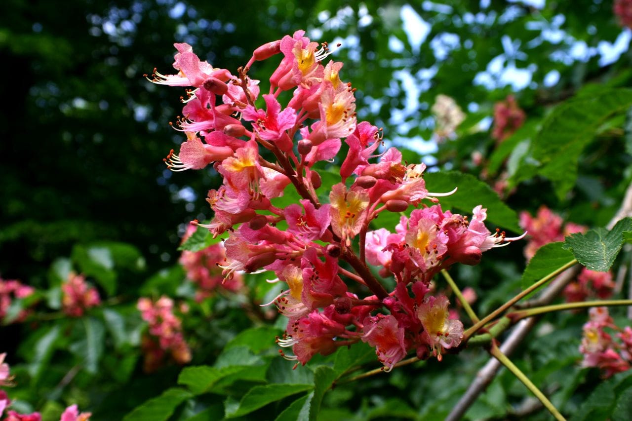 Aesculus x carnea